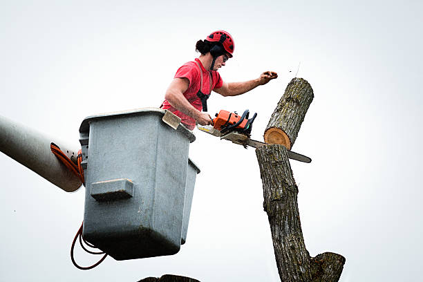 Trusted Kings Point, NY Tree Services Experts